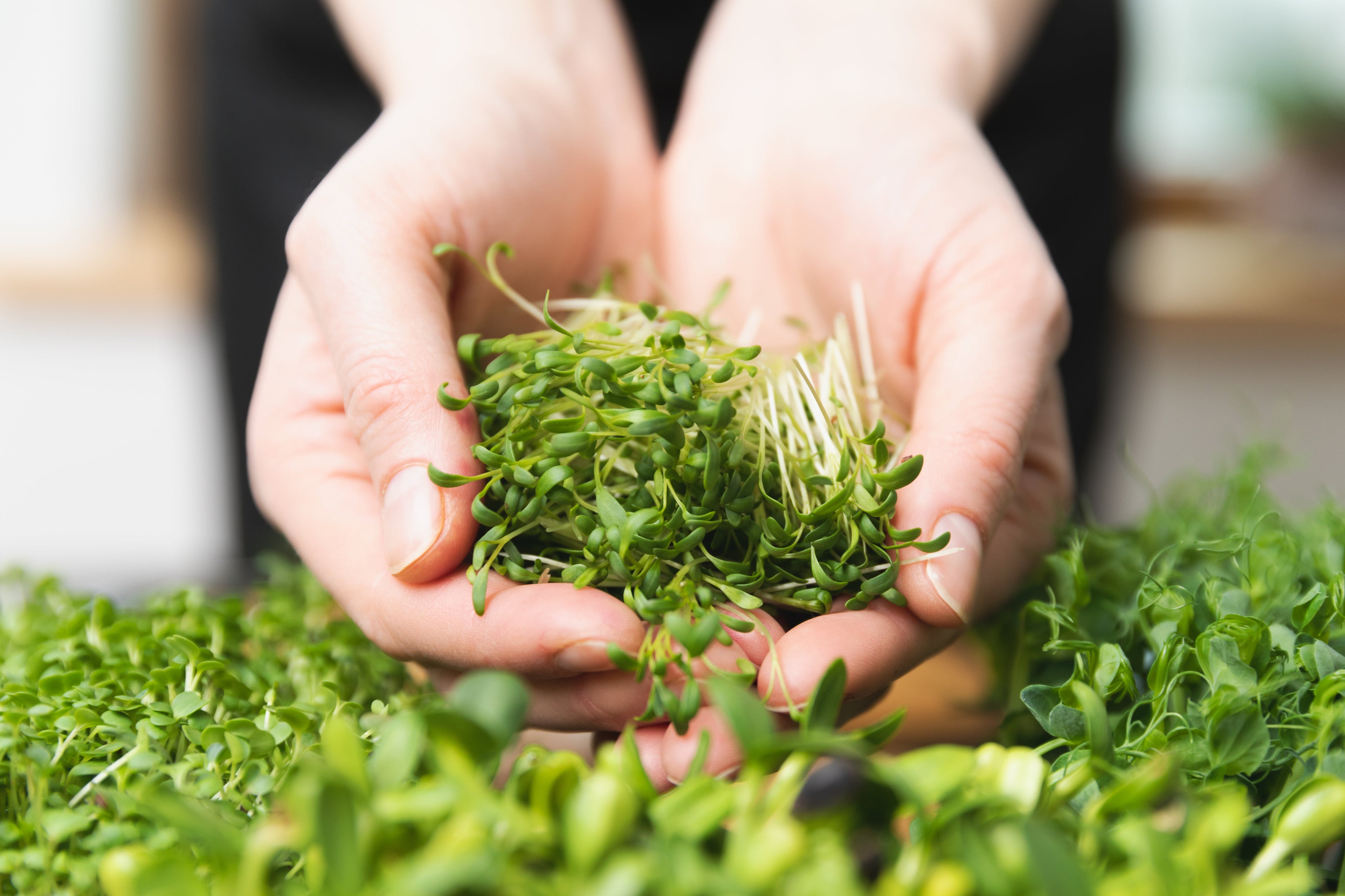 Microgreens