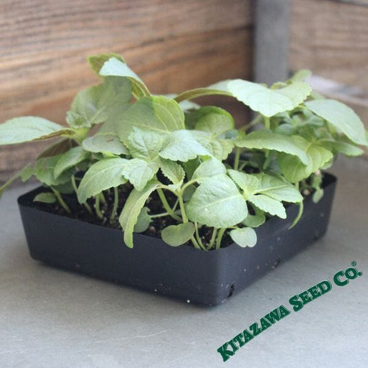 Shiso (Perilla) Microgreens