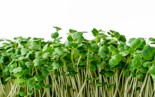 Arugula