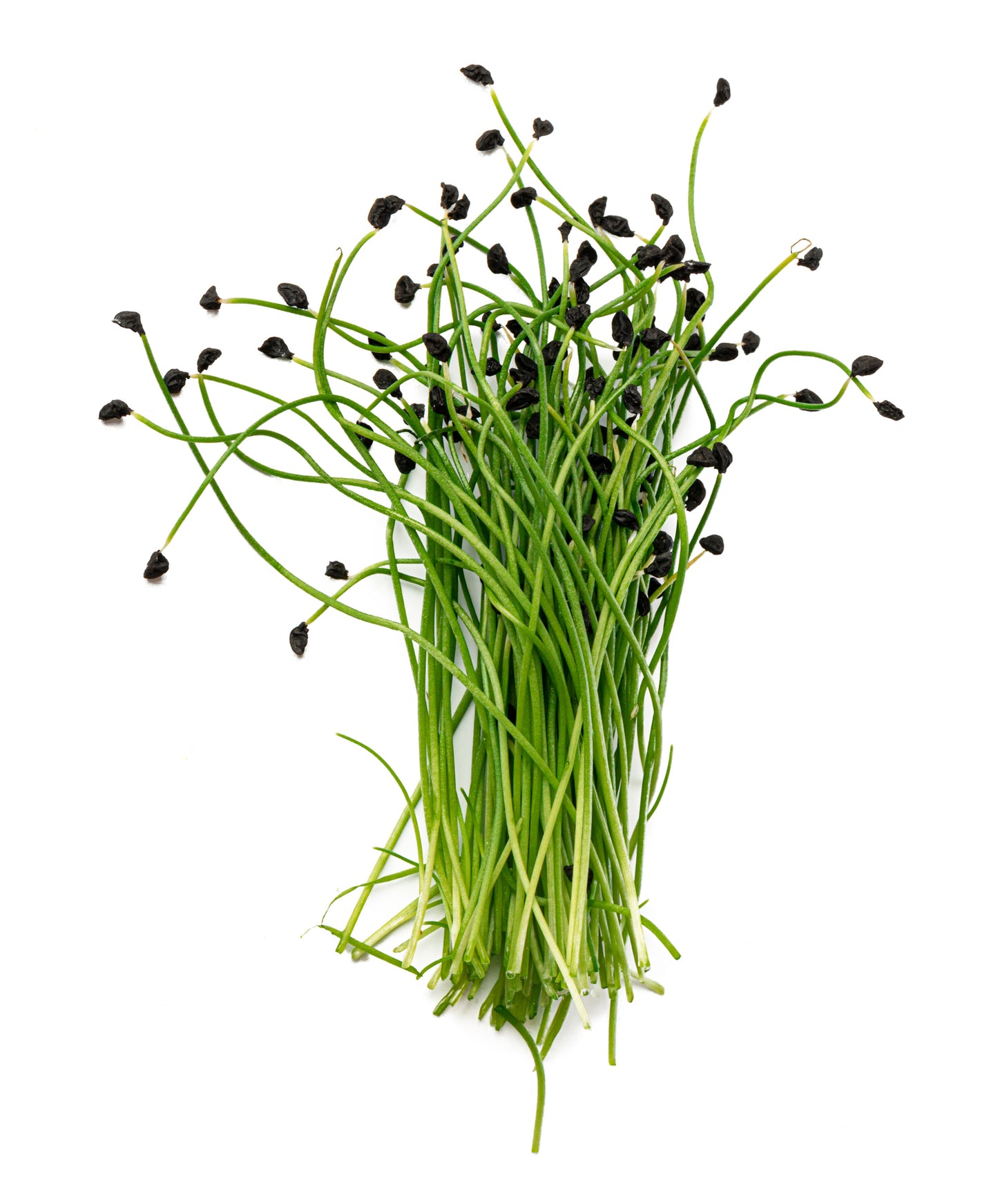 Leek Microgreens