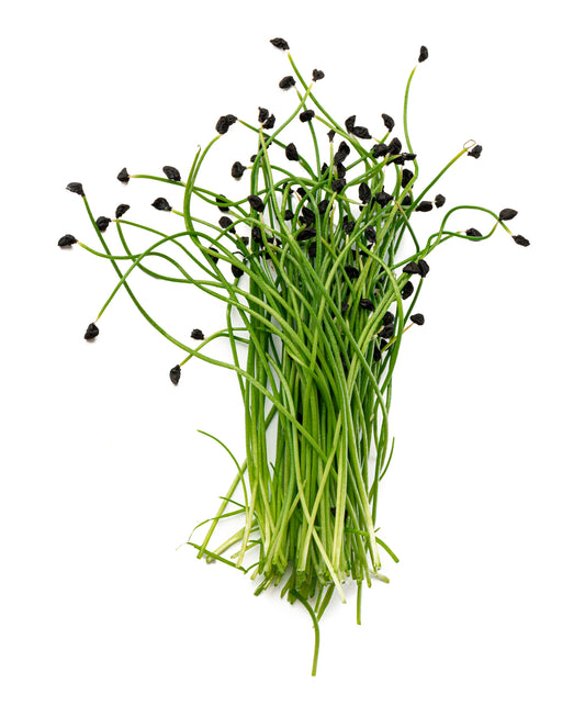 Leek Microgreens