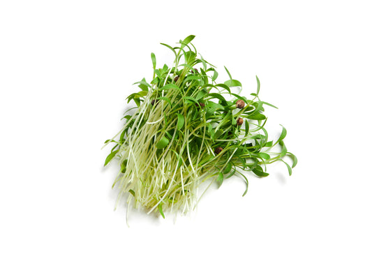 Cilantro