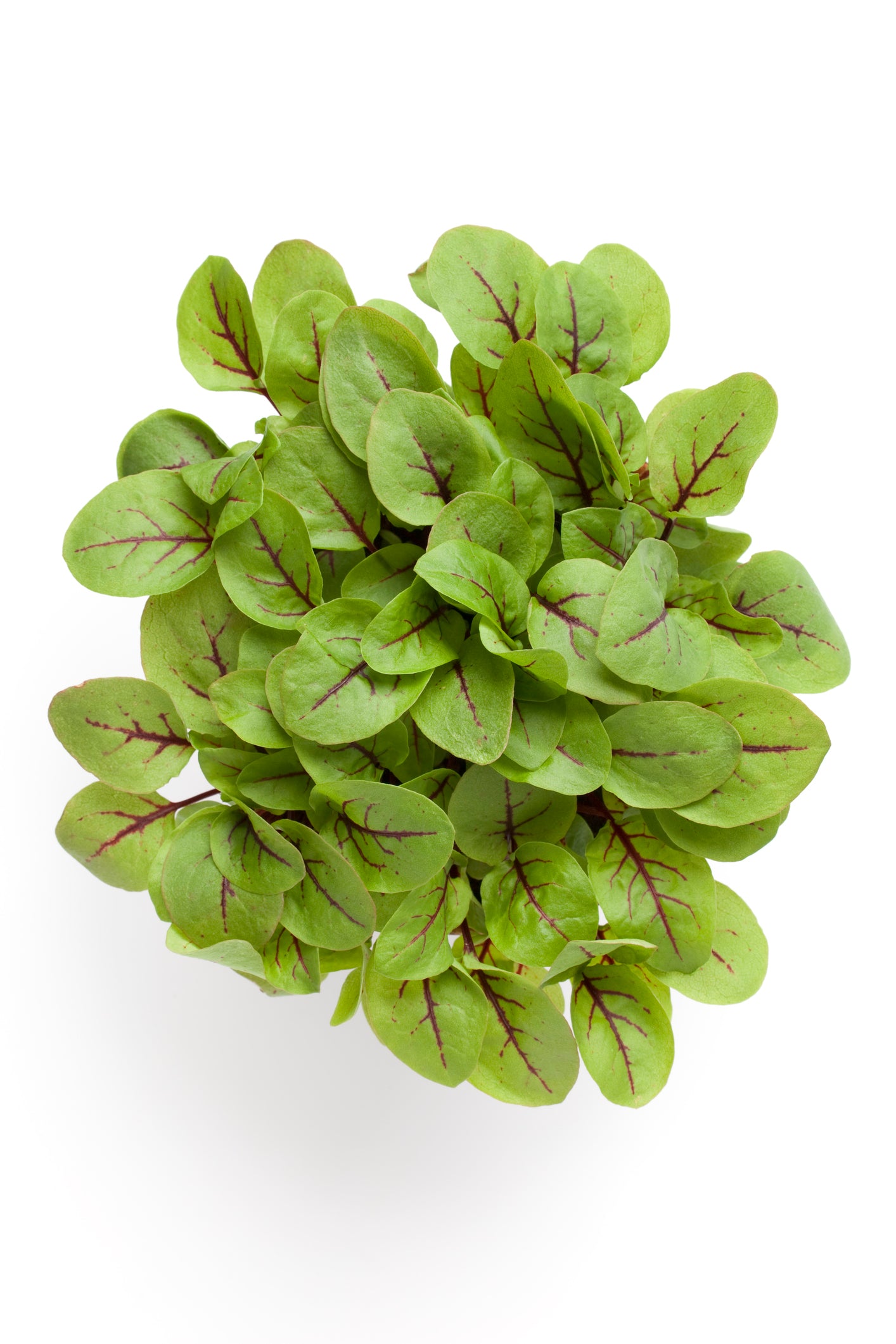 Sorrel Microgreens