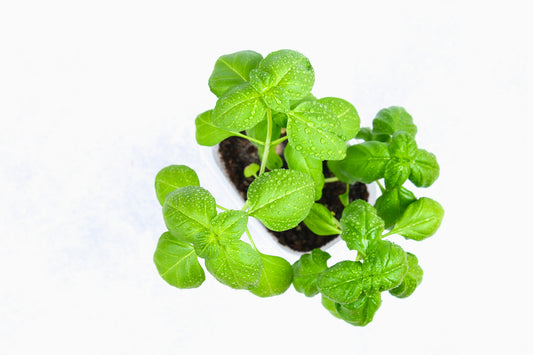 Basil