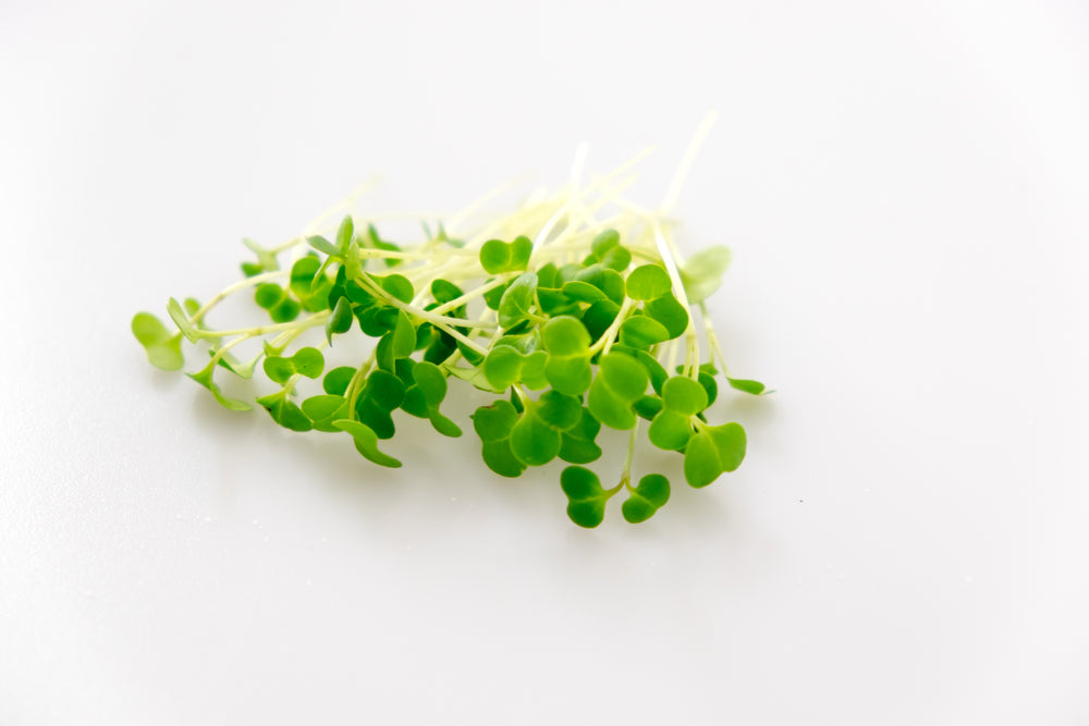 Broccoli