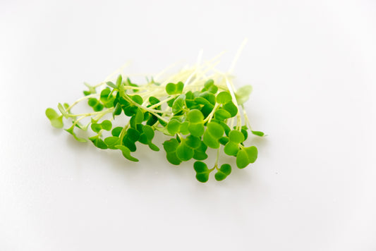 Broccoli