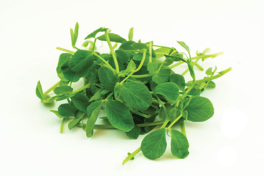 Pea Shoots
